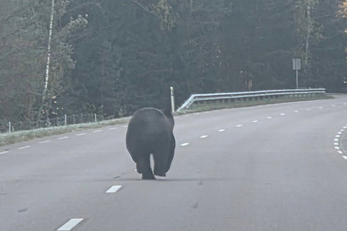 Utenos apylinkėse pastebėtas rudasis lokys