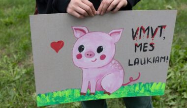 „Tušti narvai“ planuoja rengti ketvirtą protestą dėl be nuskausminamųjų kastruojamų paršelių