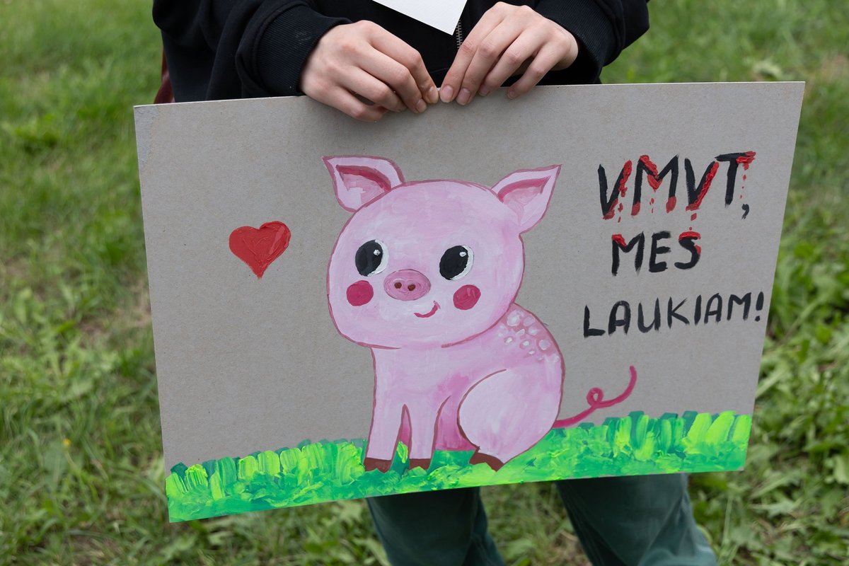 „Tušti narvai“ planuoja rengti ketvirtą protestą dėl be nuskausminamųjų kastruojamų paršelių