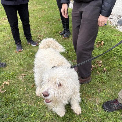 Trumų medžioklėje Švedijoje ir nuotaikingoji kalytė Maiden.