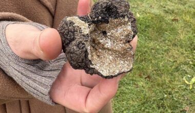 Juodųjų trumų medžioklė Gotlande: kur ir kaip auga šie grybai