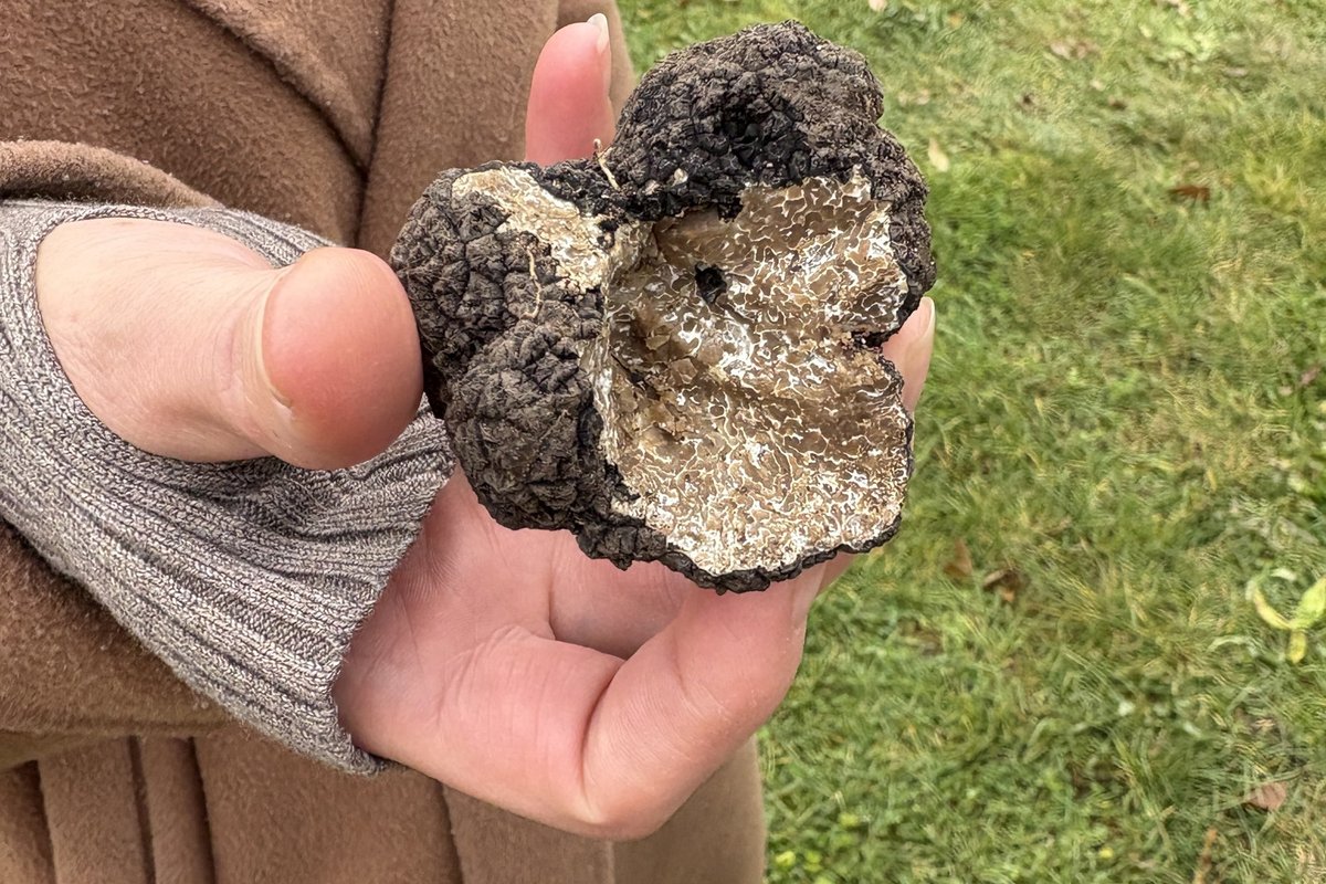 Juodųjų trumų medžioklė Gotlande: kur ir kaip auga šie grybai