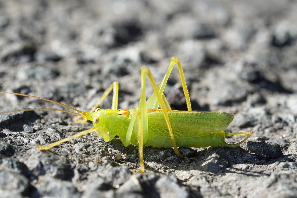 Lietuvoje pastebima nauja žiogų rūšis