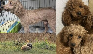 Telšiuose sprogsta galimai neteisėtos šunų daugyklos skandalas