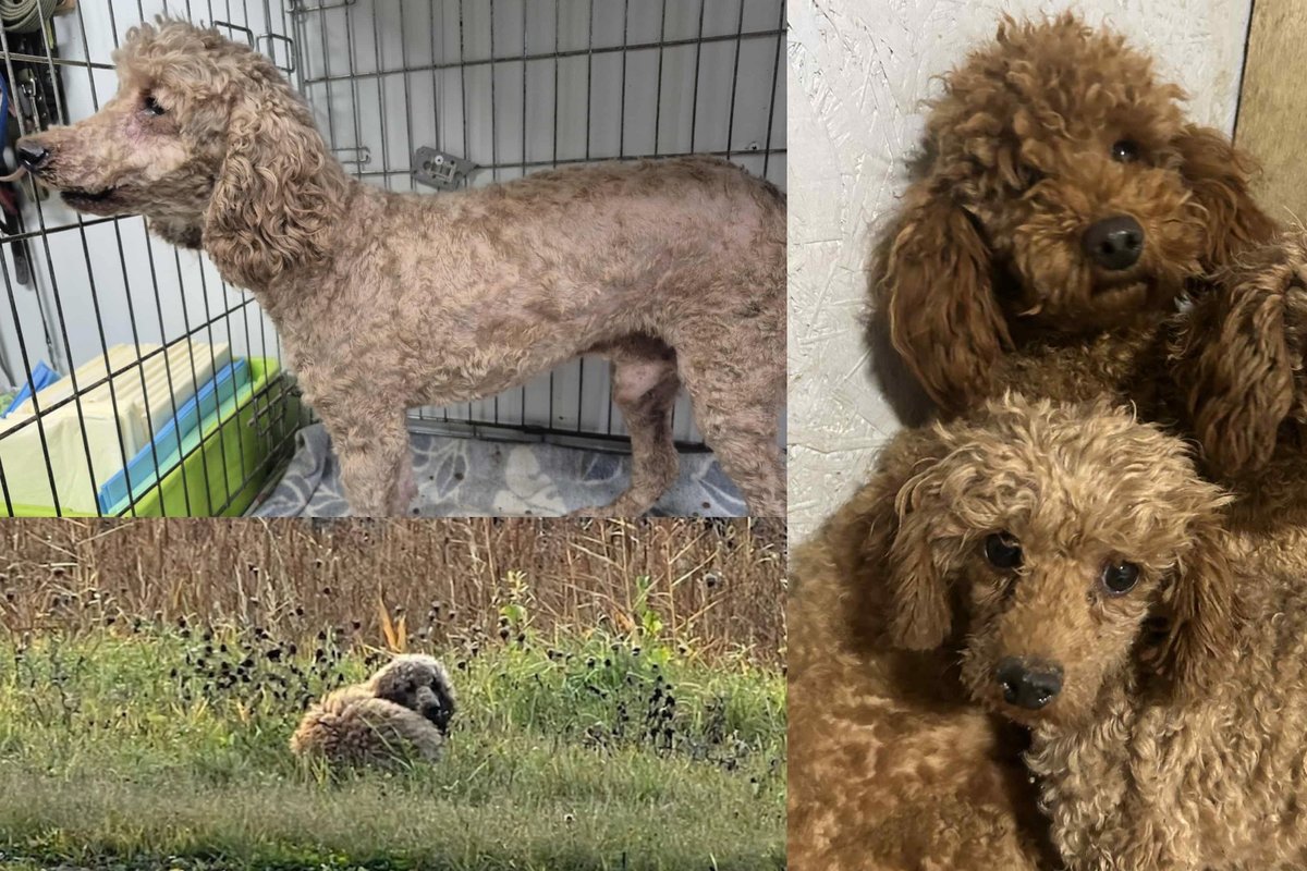 Telšiuose sprogsta galimai neteisėtos šunų daugyklos skandalas