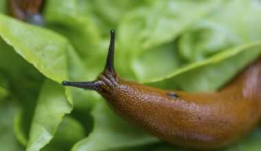 Šiuo metu išsirita šliužų jaunikliai: kaip rudenį su jais kovoti
