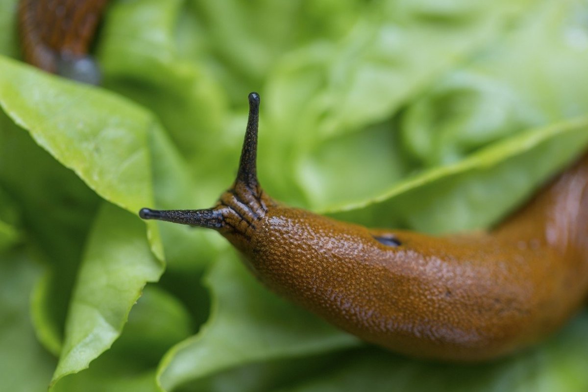 Šiuo metu išsirita šliužų jaunikliai: kaip rudenį su jais kovoti