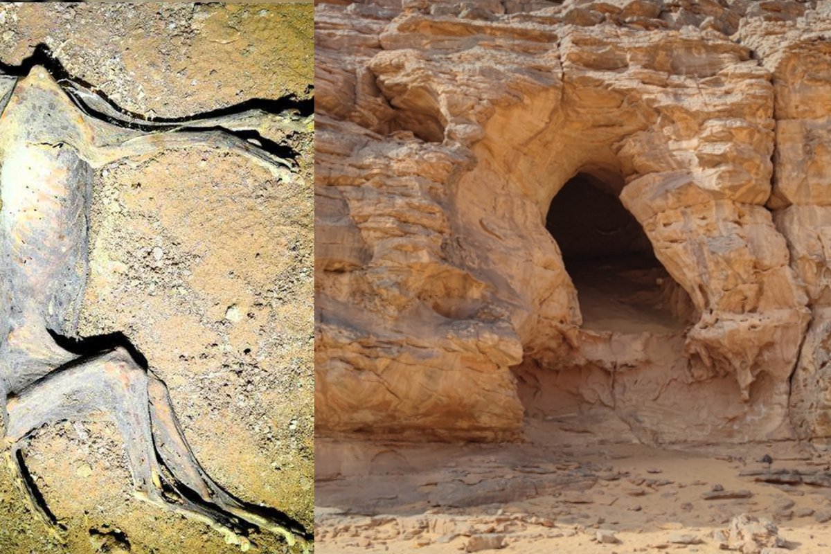 Dešimtys gepardų mumijų glumina mokslininkus – kas nutiko urve po žeme?