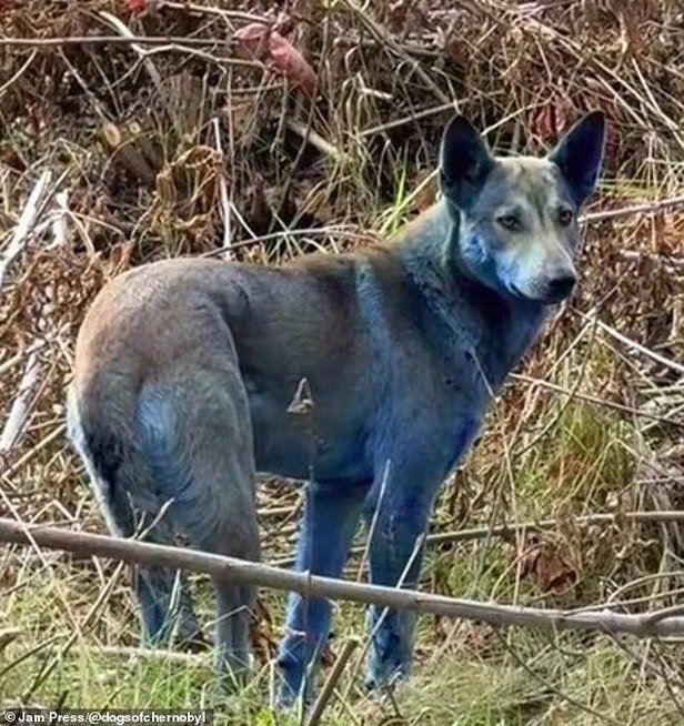 Černobylyje pastebėti mėlyni šunys: spėliojama, kas jiems nutiko (nuotr. „Dogs of Chernobyl“) (nuotr. stop kadras) Černobylyje pastebėti mėlyni šunys: spėliojama, kas jiems nutiko (nuotr. „Dogs of Chernobyl“) (nuotr. stop kadras)