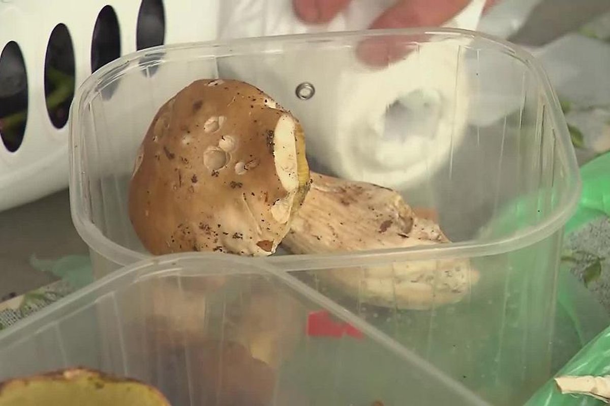 Kilogramas baravykų Briuselyje gali kainuoti ir pusšimtį eurų