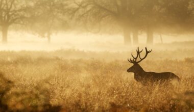Medžioklė su varovais – pavojai, draudimai ir ritualai, apie kuriuos mažai kas žino