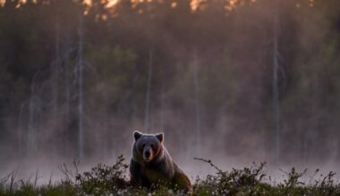 Lokys Japonijoje užpuolė ir sužalojo ispanų turistą