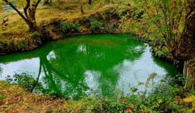 švenčiama Šv. Patriko diena? – Kas vyksta Kaune