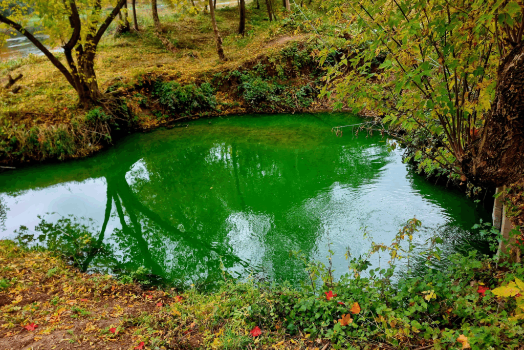 švenčiama Šv. Patriko diena? – Kas vyksta Kaune