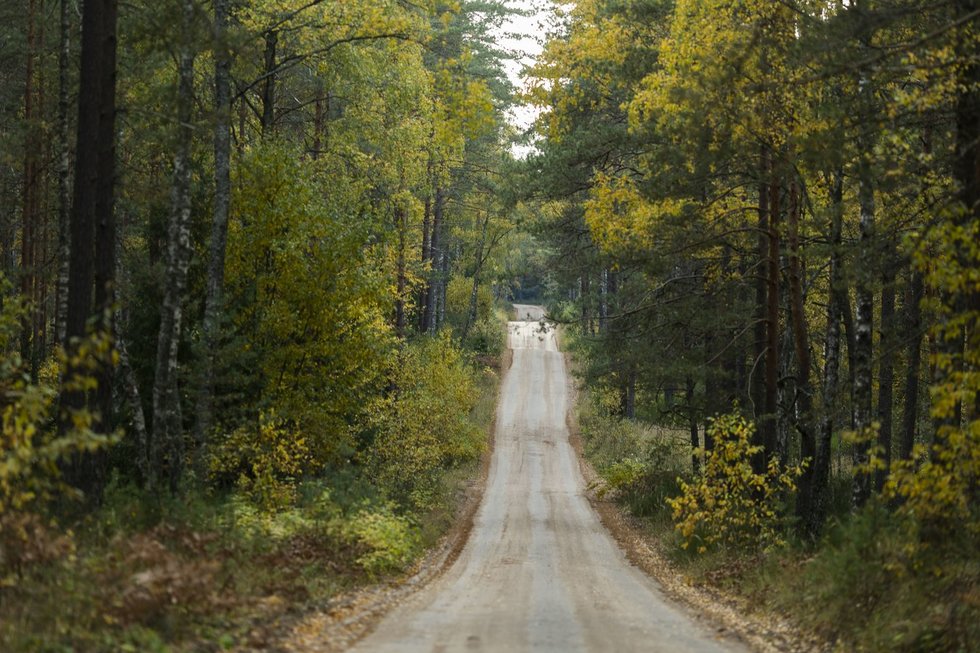 Miškas (Irmantas Gelūnas/ BNS nuotr.) Miškas (Irmantas Gelūnas/ BNS nuotr.)
