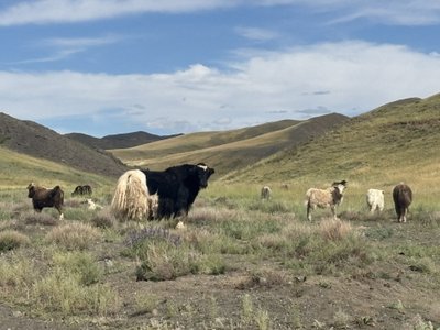Goda Juocevičiūtė keliavo Mongolijoje