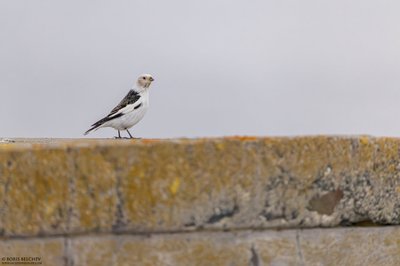 Ornitologo Boriso Belchevo paukščio fotografija