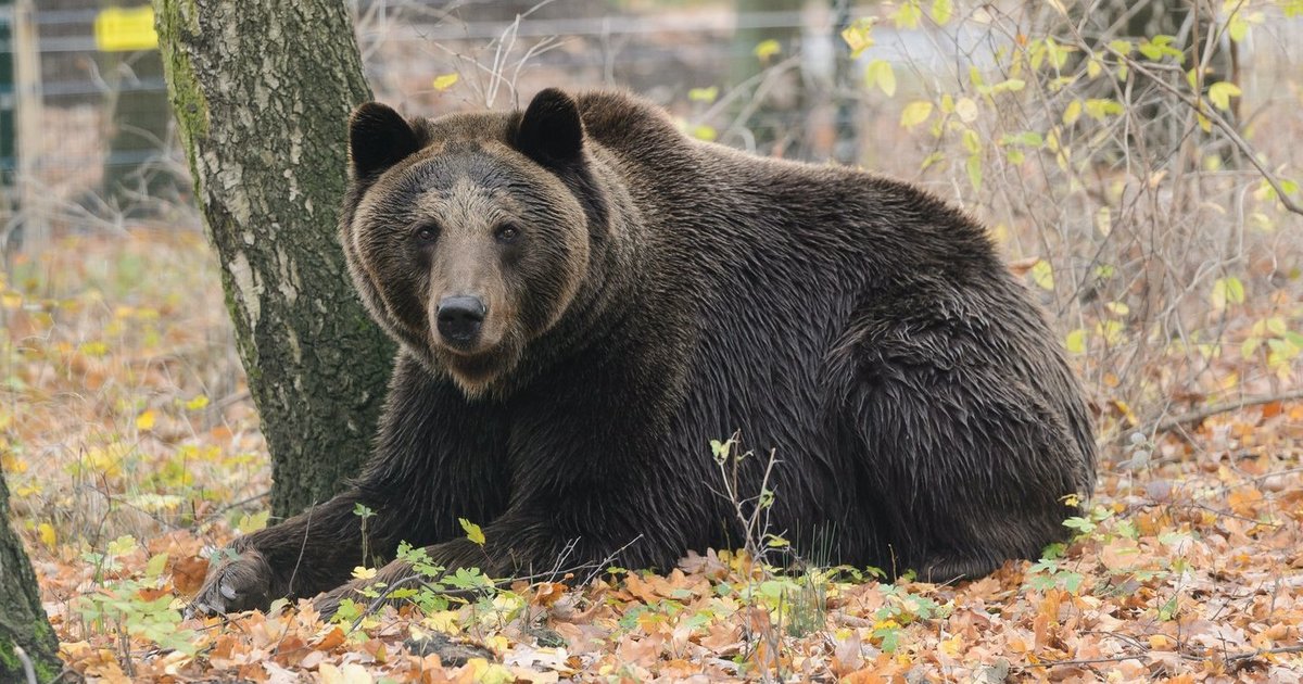 Lietuvoje pastebėtas rudasis lokys – įspėja šių rajonų gyventojus: štai ką privalote žinoti