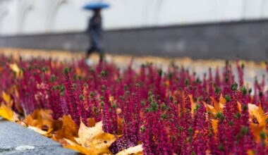 Lietuvoje – vėl lietingi orai