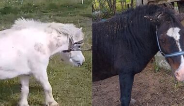 Penki arkliai kentėjo nepriežiūros kančiose