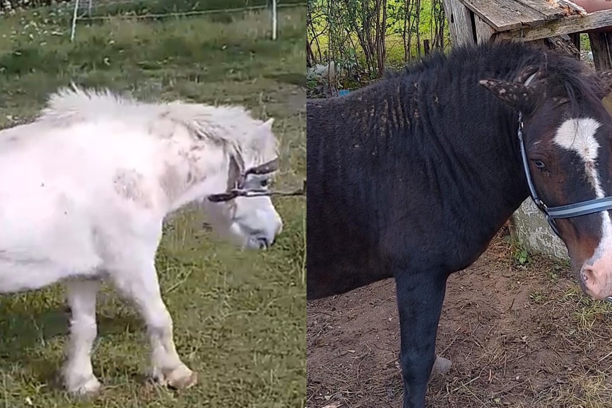Penki arkliai kentėjo nepriežiūros kančiose