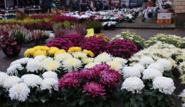 Turgus prieš Vėlines mirga įvairiaspalvėmis gėlėmis: ką ir už kokias kainas renkasi pirkėjai? - Delfi