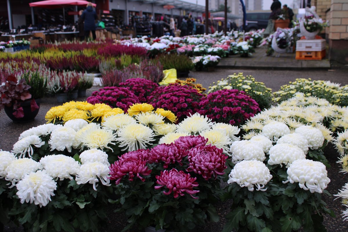 Turgus prieš Vėlines mirga įvairiaspalvėmis gėlėmis: ką ir už kokias kainas renkasi pirkėjai? - Delfi