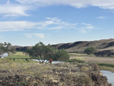 Goda Juocevičiūtė keliavo Mongolijoje