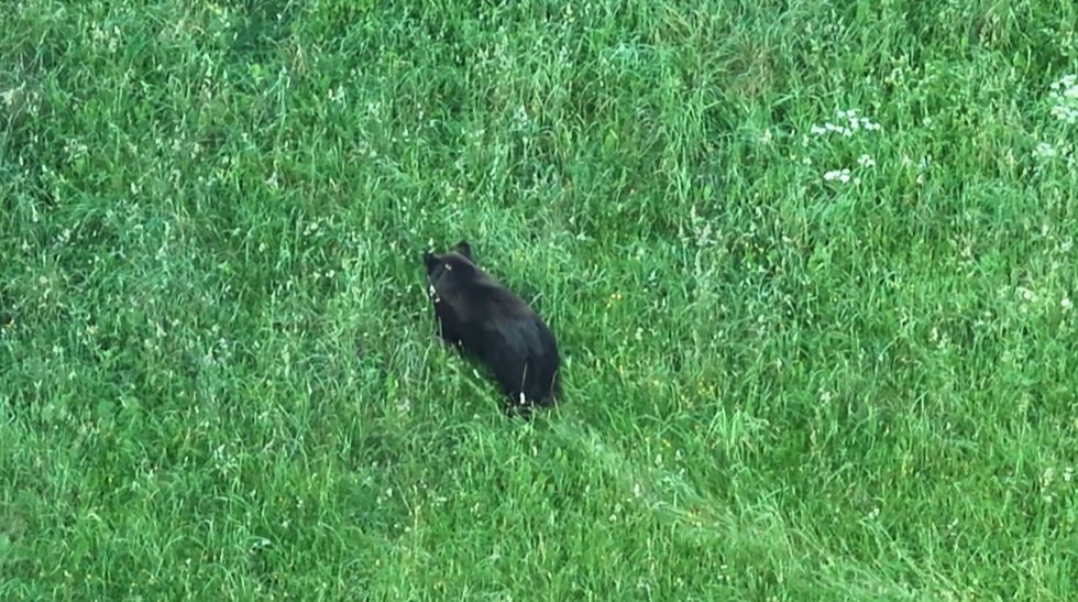 Rudasis lokys (nuotr. stop kadras) Rudasis lokys (nuotr. stop kadras)