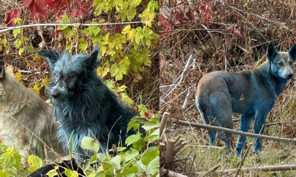 Kai kurie šunys Černobylio teritorijoje nusidažė mėlynai