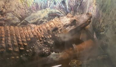 Medžiotojas namuose laikė ne tik ragus ir trofėjų galvas: baseine plaukiojo gyvas krokodilas