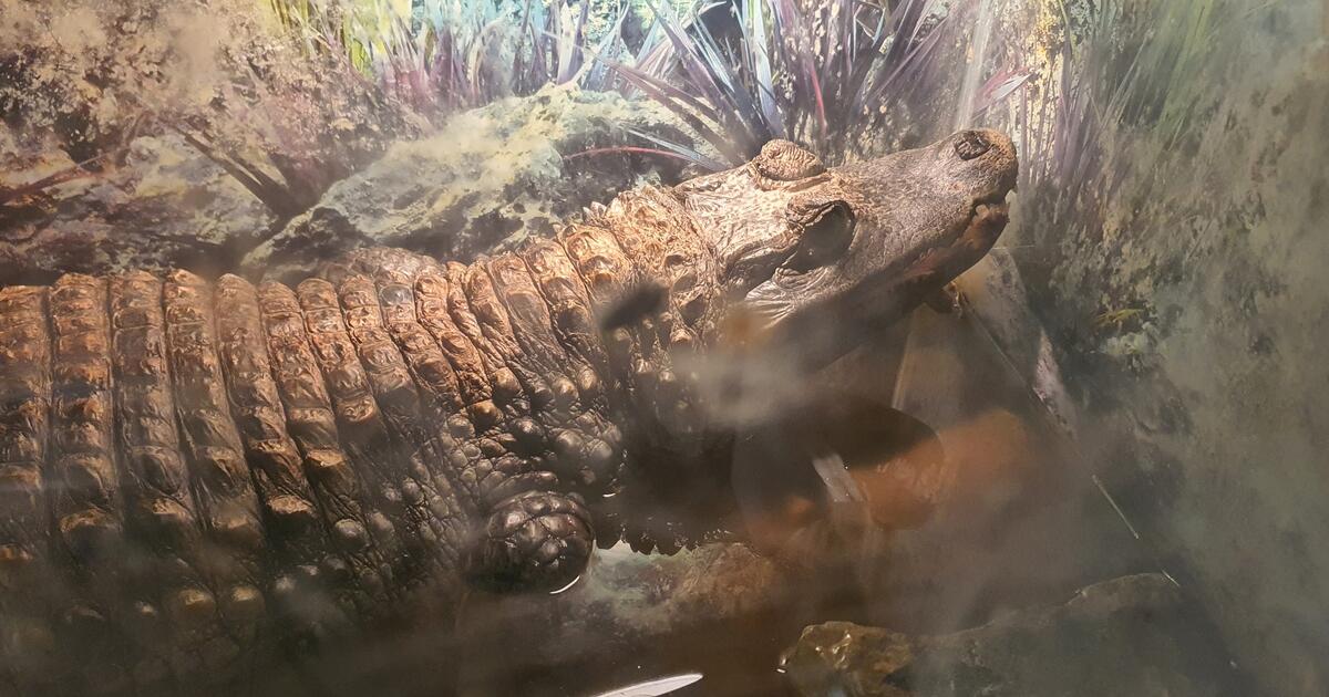 Medžiotojas namuose laikė ne tik ragus ir trofėjų galvas: baseine plaukiojo gyvas krokodilas