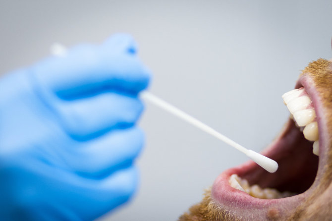 Irmanto Gelūno / BNS nuotr./PGR testas