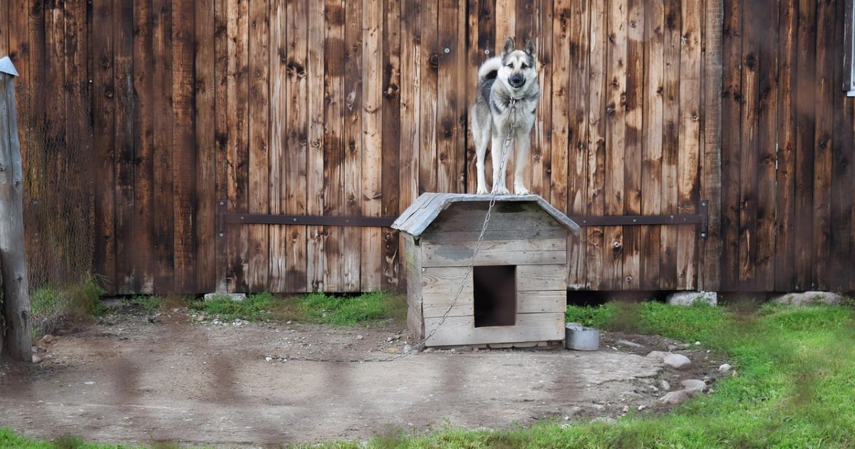 Pakorė buvusios žmonos šunį - Respublika.lt