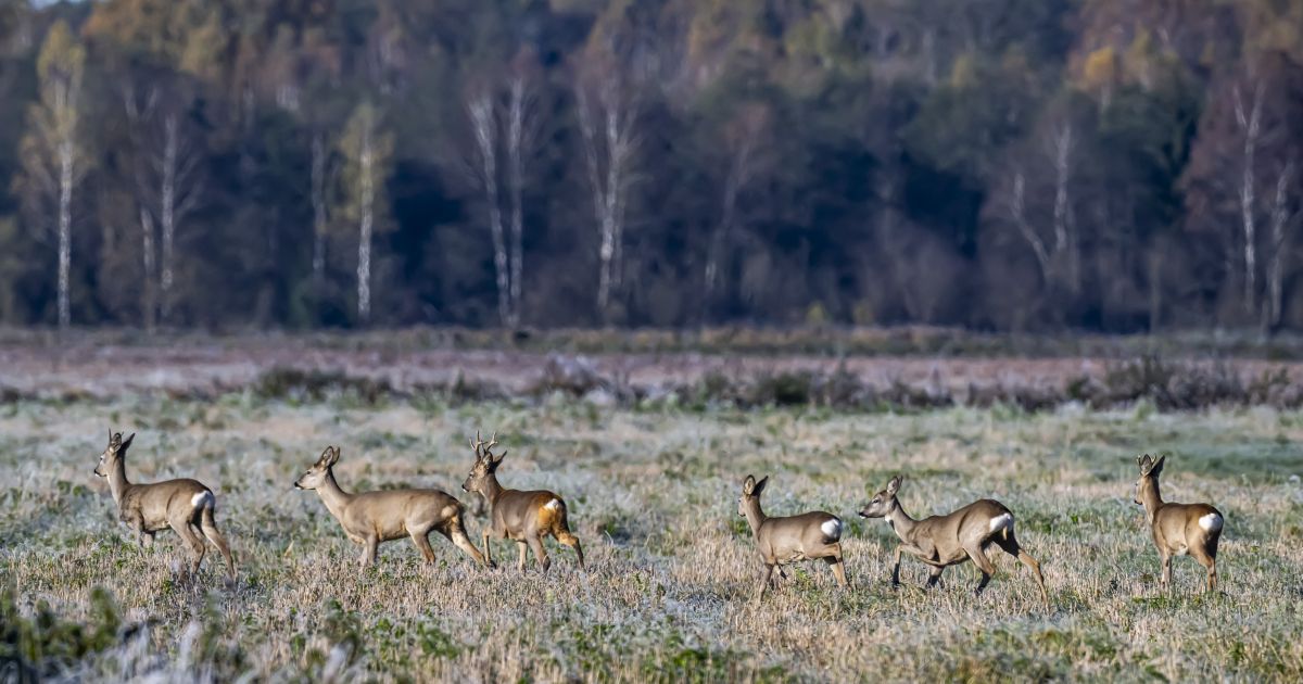 Šventi - Visi Šventieji! - Respublika.lt