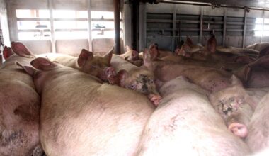 Kiaulininkystės Lietuvoje nebebus? - Respublika.lt