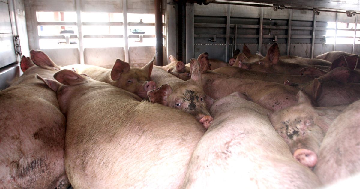 Kiaulininkystės Lietuvoje nebebus? - Respublika.lt
