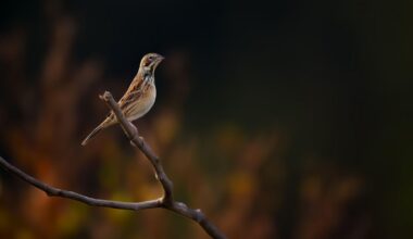 Spalio 31 d. vardadieniai ir kitos įdomybės - Respublika.lt