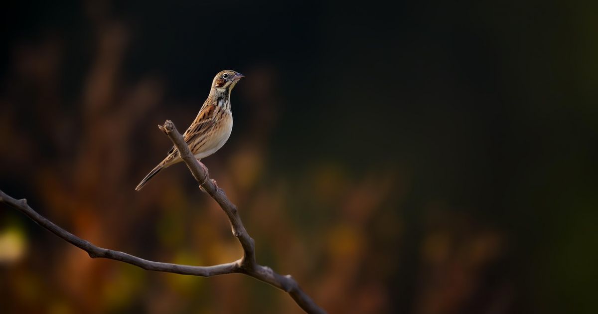 Spalio 31 d. vardadieniai ir kitos įdomybės - Respublika.lt