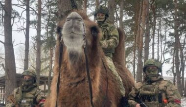 Ukrainiečių kariai fronte išgelbėjo kupranugarį - Respublika.lt