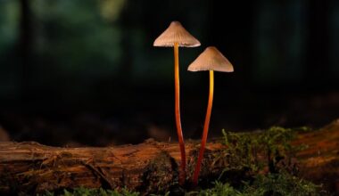Spalio 21 d. vardadieniai ir kitos įdomybės - Respublika.lt