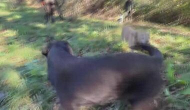 Prasčiausias trumų sezonas per kelis dešimtmečius: kaip jų ieškoma Slovėnijoje