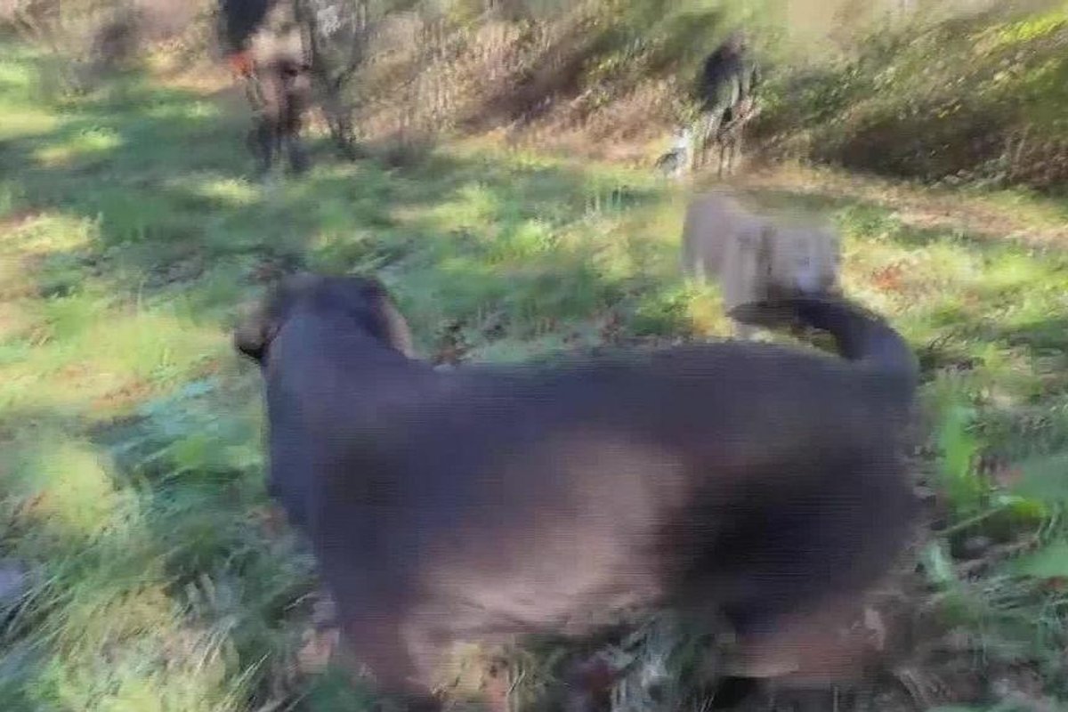 Prasčiausias trumų sezonas per kelis dešimtmečius: kaip jų ieškoma Slovėnijoje