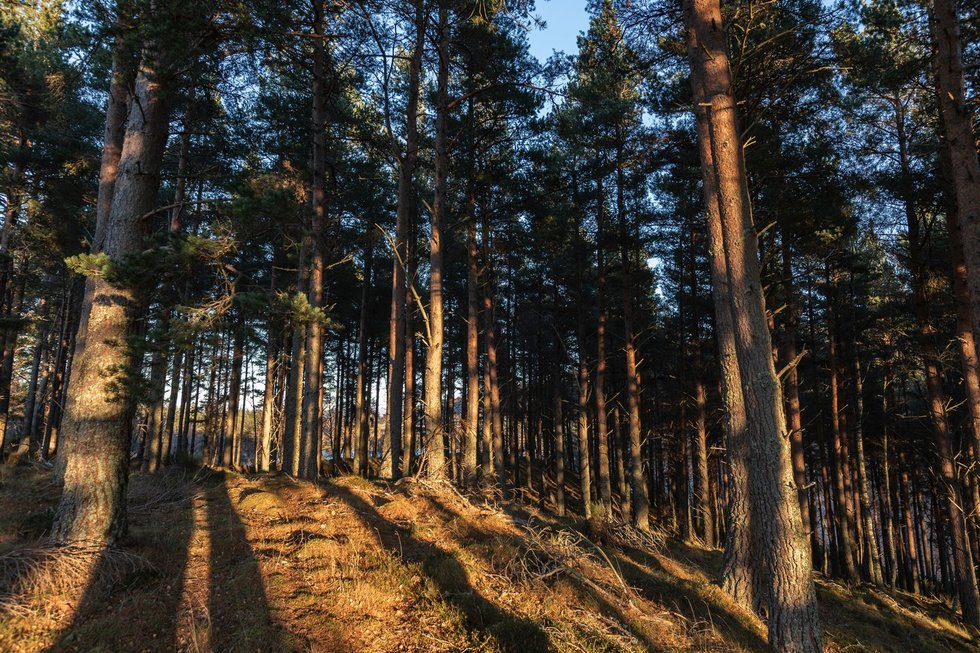 Miškas, asociatyvi nuotr. (nuotr. 123rf.com)