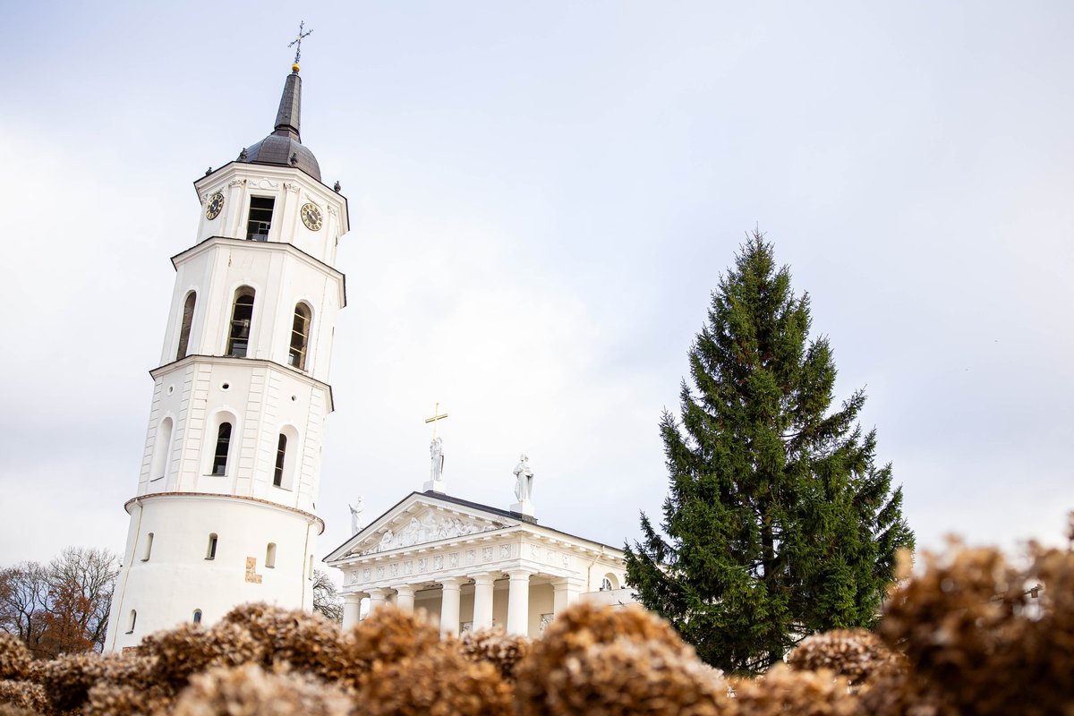 Vilniaus Katedros aikštėje pastatyta Kalėdų eglė