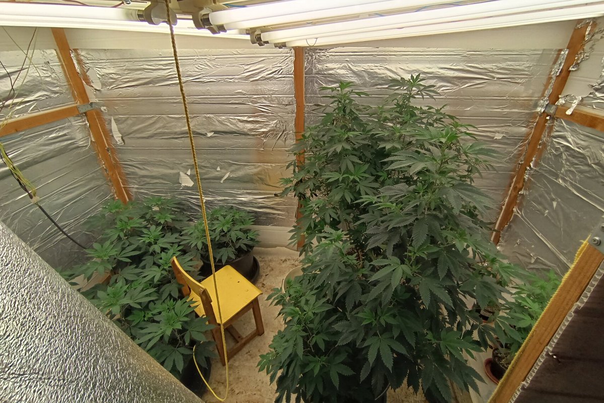 Šiaulietis už kanapių auginimą mamai gavo 4 metus kalėjimo