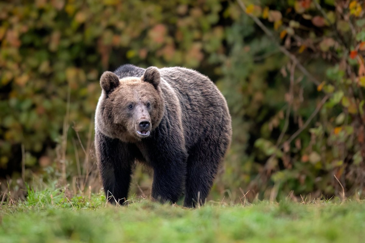 Japonija po virtinės mirtinų lokių atakų imasi veiksmų