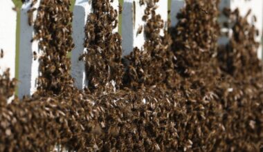 Tragiška nelaimė: vairuotoją mašinoje užpuolė spiečius, žuvo pėsčiasis