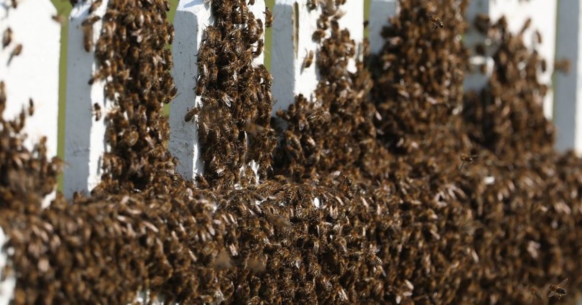 Tragiška nelaimė: vairuotoją mašinoje užpuolė spiečius, žuvo pėsčiasis