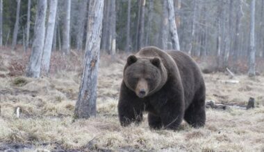 Rekordinės meškų atakos Japonijoje: vyras užpultas net tualete